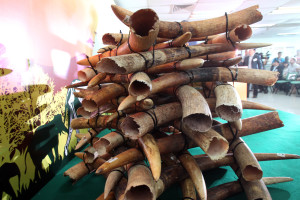 wwf-hong-kong-verso-il-bando-dellavorio-hk_ivory_burn_ceremony_wwf_hong_kong__6_